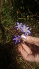 Brodiaea terrestris terrestris
