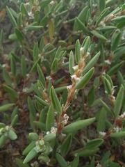 Polygonum maritimum