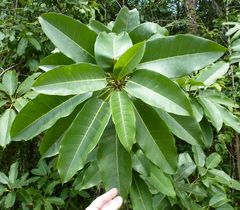 Ficus ovata