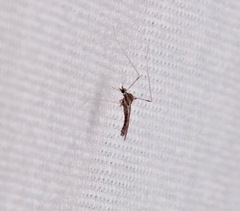 Erioptera