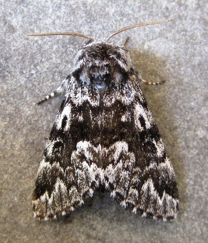 Black Zigzag Moth