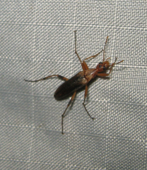 Cephaloon lepturides