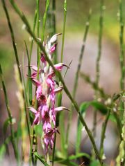 Anacamptis sancta