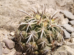 Coryphantha salinensis