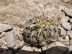 Coryphantha salinensis