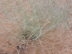 Psorothamnus scoparius