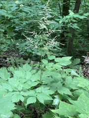 Astilbe biternata
