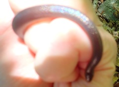 Carphophis amoenus amoenus