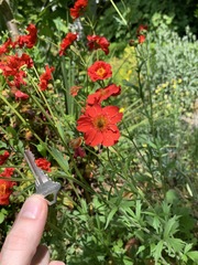 Geum coccineum
