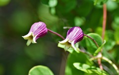 Clematis glaucophylla
