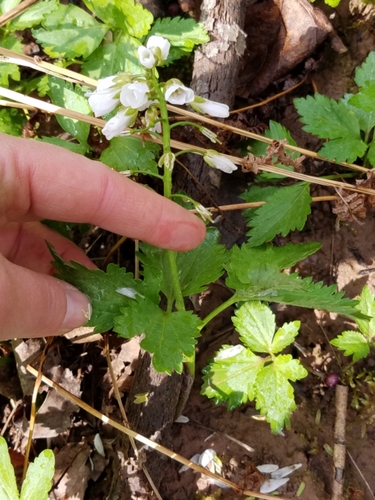 Image of Cardamine maxima by (c) Sarah Johnson, some rights reserved (CC BY)