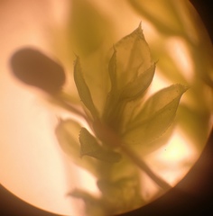 Plagiomnium cuspidatum