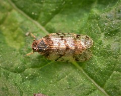 Tachycixius pilosus
