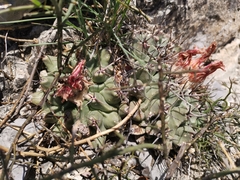 Thelocactus rinconensis