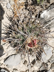 Thelocactus rinconensis