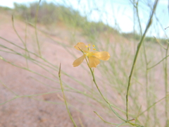 Linum aristatum