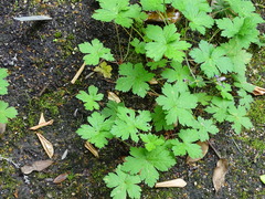 Geranium endressii