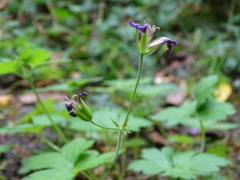 Geranium endressii