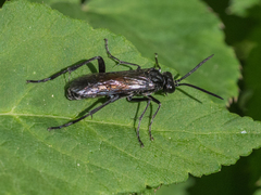 Macrophya annulata