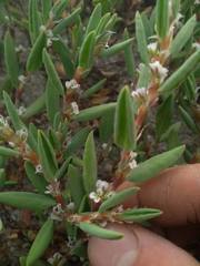 Polygonum maritimum