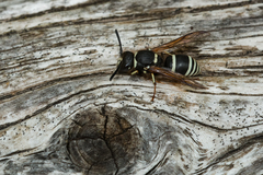 Ancistrocerus waldenii