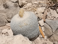 Epithelantha ilariae