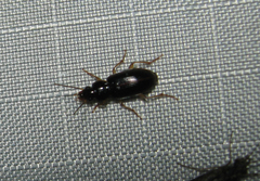 Stenolophus ochropezus