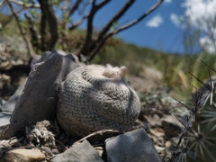 Epithelantha ilariae