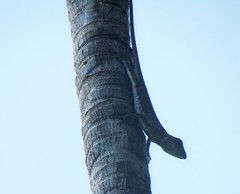 Polychrus marmoratus