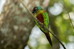 White-Eared Parakeet photo 3