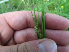 Juncus anthelatus