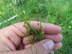 Juncus anthelatus