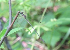 Lestes rectangularis