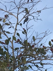 Patagioenas squamosa