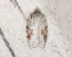 Acleris ptychogrammos
