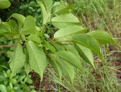 Hymenocardia lyrata