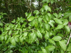 Hymenocardia lyrata