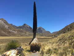 Puya raimondii