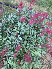 Astilbe japonica