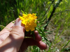 Lithospermum caroliniense croceum