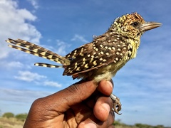 Trachyphonus darnaudii