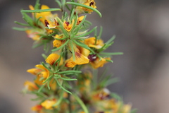 Pultenaea laxiflora