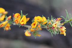 Pultenaea laxiflora
