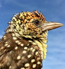 Trachyphonus darnaudii