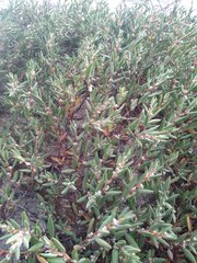 Polygonum maritimum