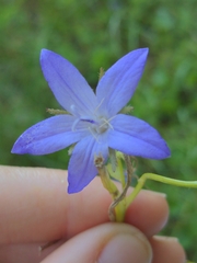 Campanula poscharskyana