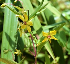 Lysimachia lanceolata