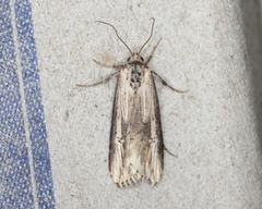 Crambodes talidiformis