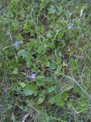 Campanula poscharskyana