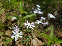 Phlox bifida